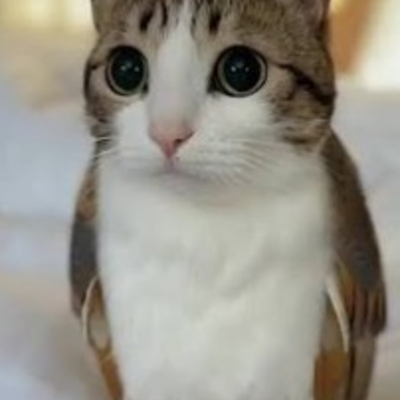 @meowl20
