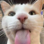 Commamd_crafter avatar