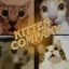 KittenCompany avatar