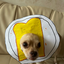 Jerry_The_Dog_Alt avatar
