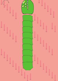 Feed the worm(test)