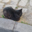 CatTheLoaf avatar
