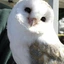 TAWNYOWL avatar