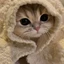 youssef-cat avatar