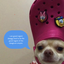 DAWGGY avatar