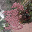 Apollo_the_Flower avatar