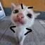 anniefdzr avatar