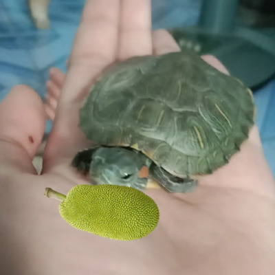 @turtlecanpeel