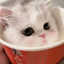 mikomi avatar