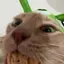 noodlespoon avatar