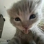HeroicTiger9222 avatar
