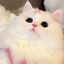 Mimi_bestie avatar