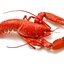 lobster123 avatar