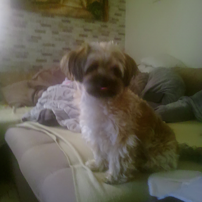 @Doggy_Zertis