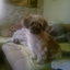 Doggy_Zertis avatar