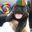@perro_bonito