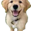 Bella_TheDog avatar