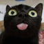 gatcat avatar