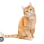 Cute-cat635 avatar
