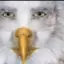 tntcodin avatar