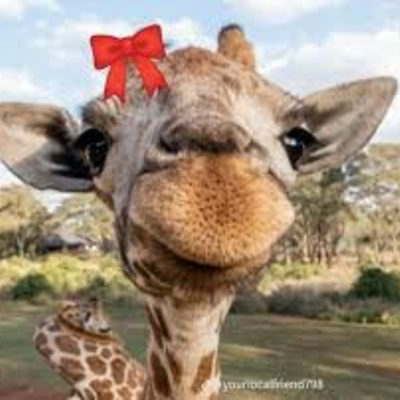 @latest-giraffe024