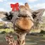 latest-giraffe024 avatar