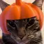 a_cat_on_castle avatar