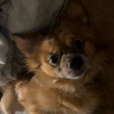 @gizmothedog123