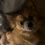 gizmothedog123 avatar