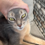 nord_thekittycat avatar