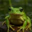 Frog7 avatar