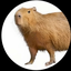 capybara1573 avatar