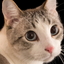 Neon_cat avatar