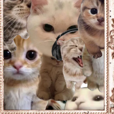 @star_catzz