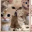 star_catzz avatar