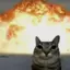 thatcatbrotha avatar