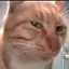 sus_cat avatar