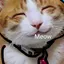 Perk avatar