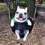 papperzardy avatar