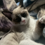 Kittybaby12 avatar