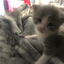 catswag avatar