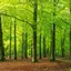 forestylingas avatar