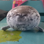 Sealz_y1ppie avatar