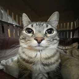 @thatcatbrotha