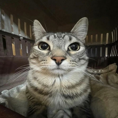 @thatcatbrotha