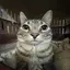 thatcatbrotha avatar