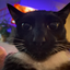 cat800 avatar
