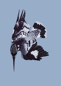 Pied Kingfisher