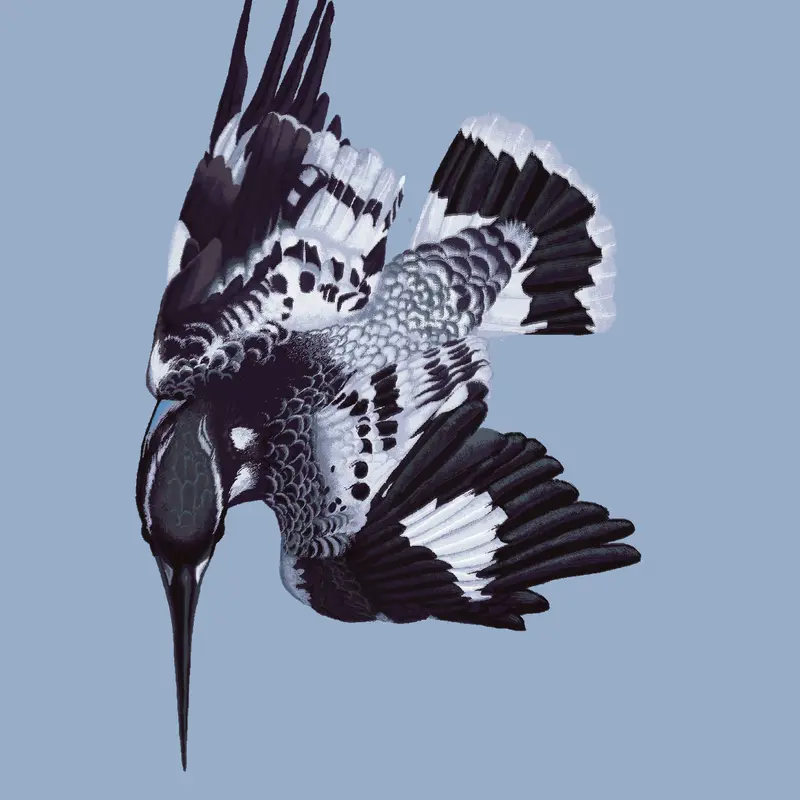Pied Kingfisher by @STHESCELL_rest