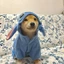 the_flufy_dog avatar